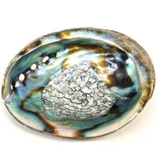 Abalone schelp (15 cm lang)