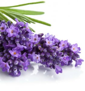 Hydrosol Lavender